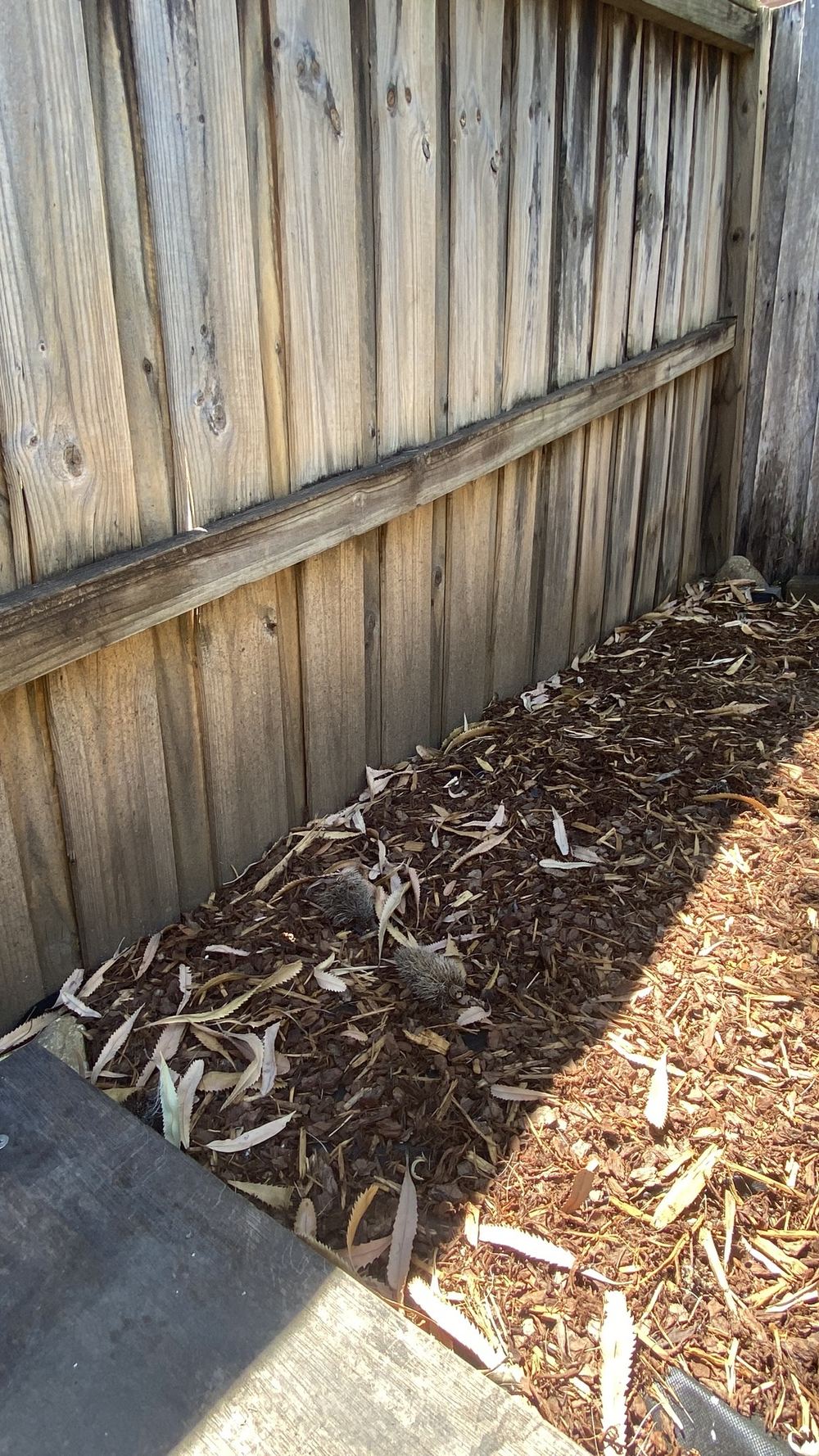 Fence posts, pergolas and termites in Castle Hill gardens