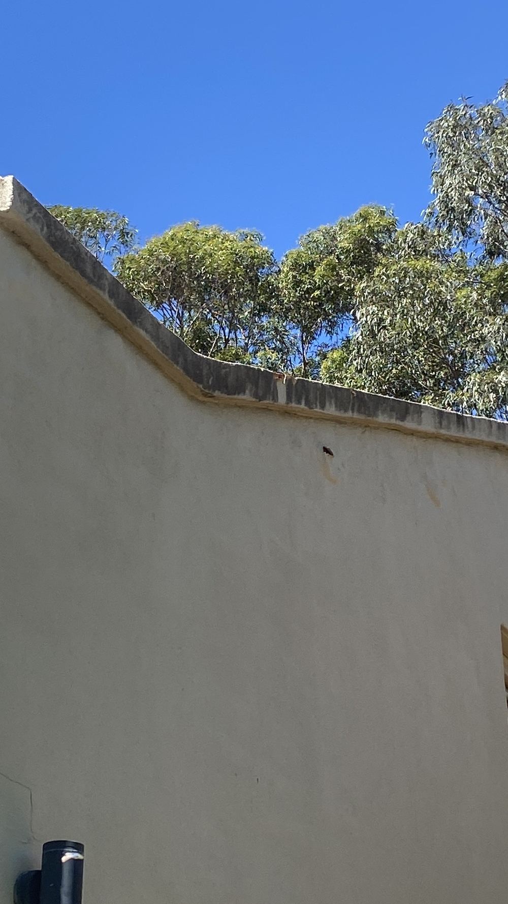 Render breaking down along the front parapet after long exposure to moisture, found during a pre-purchase building and pest inspection in Castle Hill